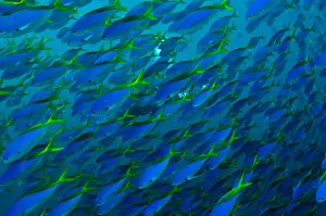 Divers Prints: Fusiliers - swimming in great schools along the reef edge - diver in background - Fiji