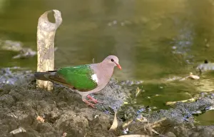 Green Winged Prints: FWO00246