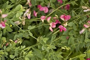 Images Dated 9th July 2006: Fyfield pea, or tuberous pea
