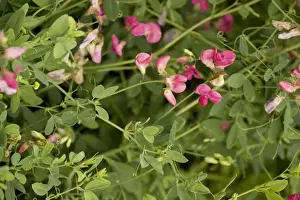 Introduced Prints: Fyfield pea, or tuberous pea (Lathyrus tuberosus). Very rare in UK