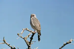 Goshawks Prints: Gabar Goshawk - adult plumage