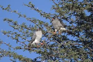 Images Dated 11th March 2008: Gabar Goshawks - In tree basking in early morning sun. Occurs throughout sub-Saharan Africa in
