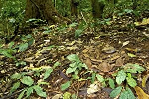 Images Dated 13th August 2011: Gaboon Viper - camouflaged on the forest floor