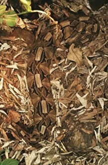 Snakes Gallery: Gaboon VIPER - camouflaged on the forest floor
