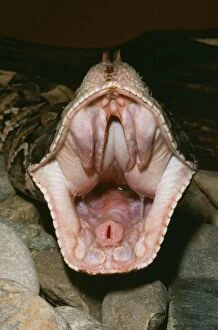 2 Gallery: Gaboon VIPER - close-up of open mouth. Fangs fold