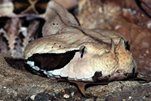 Gaboon Viper - colours camouflaged to match forest floor