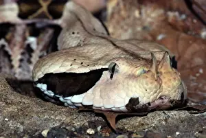 Gaboon Viper, West Africa. Colours camouflaged to match forest floor
