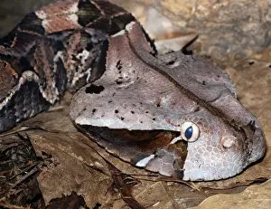 Viper Prints: Gaboon Viper - West African forests