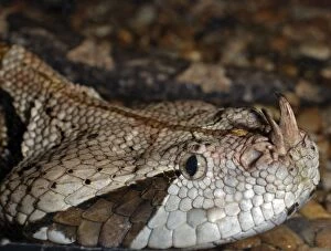 Images Dated 12th November 2008: Gaboon Viper - West African forests