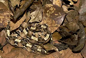 Gaboon Viper - young in the leaf litter - Nguu Mountains - Tanzania - Africa