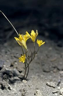 Images Dated 1st March 2010: Gadea plant flowers in sand dunes of Central Karakum desert - Turkmenistan - former CIS - Spring