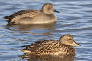 Gadwall - adult female on the water with adult male in background. England, UK