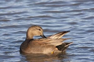 Gadwall - adult male preening on the water