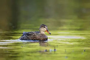 Gadwalls Prints: Gadwall - Cornwall - UK