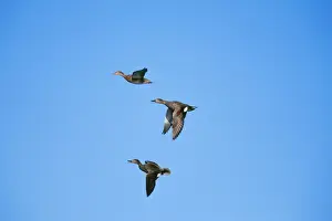 Pursuit Prints: Gadwall Duck COS 141 Pair chasing off single Drake duck Anas strepera © Bill Coster / ARDEA LONDON