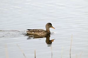 Gadwall - female - with reflection