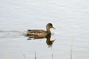 Gadwalls Prints: Gadwall - female - with reflection - South Yorkshire - UK