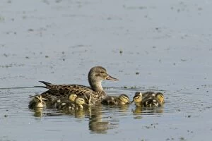 Gadwall - female with young chicks