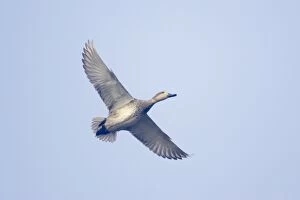 Images Dated 18th June 2009: Gadwall - in flight