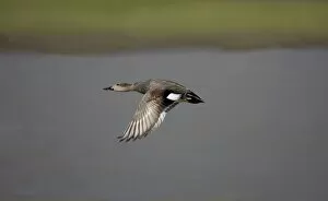 Images Dated 21st February 2007: Gadwall - in flight