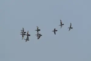 Gadwalls Prints: Gadwall - in flight, Cley Marshes - Norfolk, UK