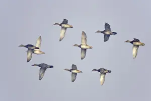 Gadwalls Prints: Gadwall - in flight - Keoladeo Ghana National Park - Bharatpur - Rajasthan - India BI017802