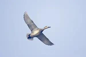 Gadwall - in flight - Keoladeo Ghana National Park - Bharatpur - Rajasthan India BI017805