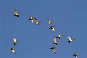Gadwall - Flock of birds in flight