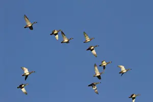 Gadwall - Flock of birds in flight. England, UK