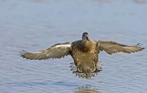 Images Dated 21st May 2005: Gadwall - Landing in on water. Norfolk UK