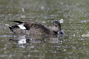 Images Dated 6th May 2005: Gadwall male