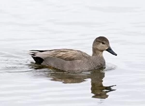Images Dated 11th March 2009: Gadwall - male - South Yorkshire - UK