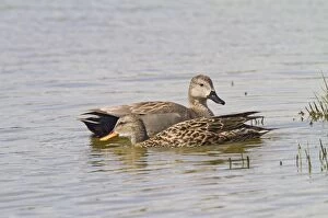 Images Dated 15th April 2010: Gadwall - pair feeding - Norfolk UK 9754