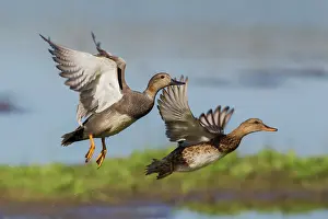 Gadwall pair flying Date: 22-04-2013