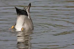 Gadwall - upended male feeding. England, UK