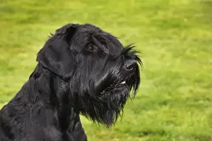 Gaint Schnauzer