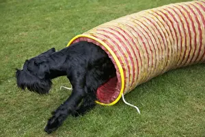 Agility Prints: Gaint Schnauzer doing agility