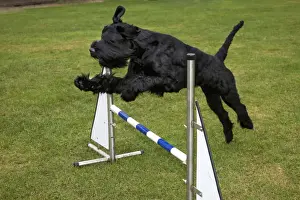 Gaint Schnauzer doing agility