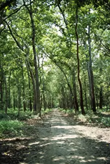 Sals Prints: Gal Trees Dudhwa National Park, India