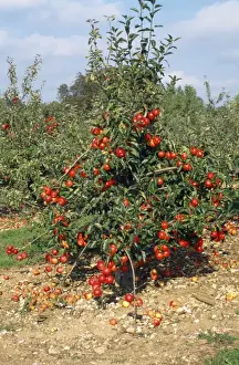 Orchards Prints: Gala Apple Tree - fully laden