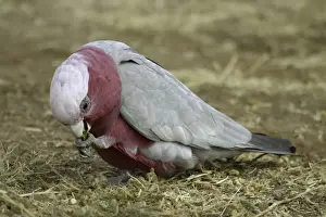 Galah Alice Springs, Nthn Territory, Australia