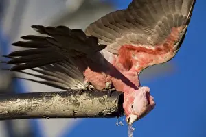 Galah - Drinking from a bore overflow pipe - Razor Blade Bore along the Kidson Track - Western Australia