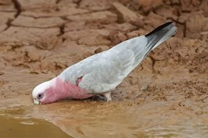 Images Dated 6th May 2004: Galah - Drinking at drying pool - Being a seed eater is disliked by grain farmers. Abundant