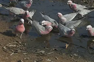 Galah - Drinking at waterhole Near Pine Creek, Northern Territory, Australia. Abundant throughout almost all of Australia. Typically a bird of the interior. Sometimes shot by farmers when birds descend on crops