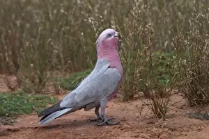 Galah Prints: Galah - Eating wild seeds - Being a seed eater is disliked by grain farmers