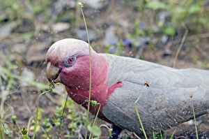 Galah Gallery: Galah - feeding on flower heads. Abundant throughout most of Australia
