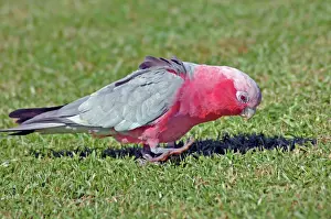 Grazing Prints: Galah feeding on lawn of town park. Widespread, abundant species. Kalbarri, W. Australia