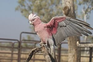 Images Dated 20th September 2004: Galah - female. Found throughout most of Australia, but typically a bird of the interior