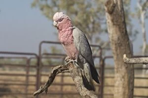 Images Dated 20th September 2004: Galah - female. Found throughout most of Australia, but typically a bird of the interior