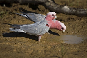 Images Dated 7th September 2006: Galah, female and male drinking Found right throughout Australia in a wide variety of habitats